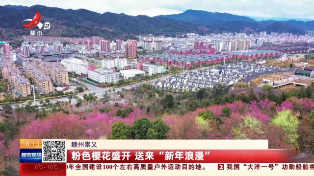 赣州崇义：粉色樱花盛开 送来“新年浪漫”