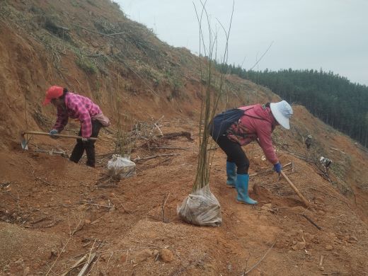宜丰县采育联合林场花桥分场启动珍贵阔叶林营造工程 助力绿色生态建设  