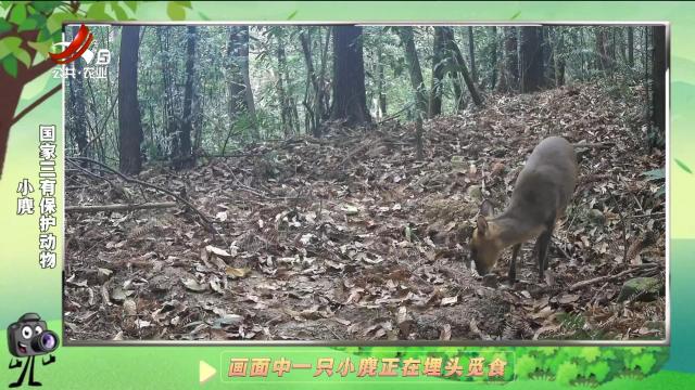 绿野秘踪20250205