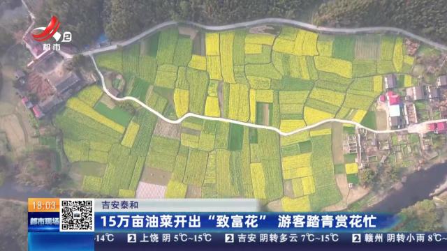 吉安泰和：15万亩油菜开出“致富花”游客踏青赏花忙