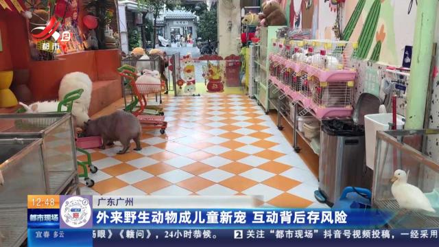 广东广州：外来野生动物成儿童新宠 互动背后存风险