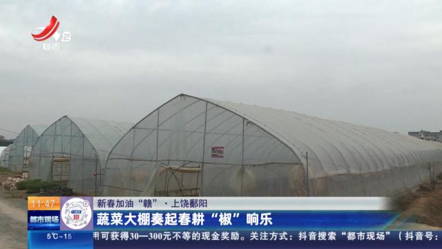 【新春加油“赣”】上饶鄱阳：蔬菜大棚奏起春耕“椒”响乐