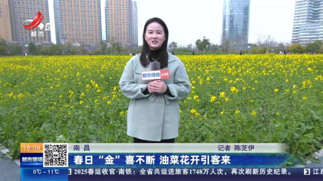 南昌：春日“金”喜不断 油菜花开引客来