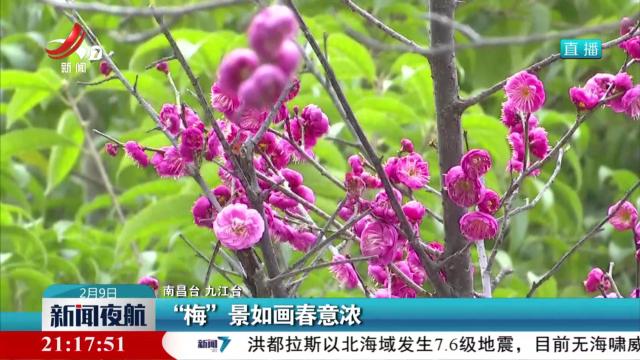 “梅”景如画春意浓