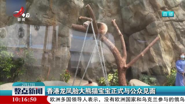 香港龙凤胎大熊猫宝宝正式与公众见面
