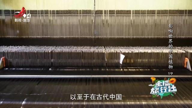 主播旅行社20250212 影响世界的中国植物19