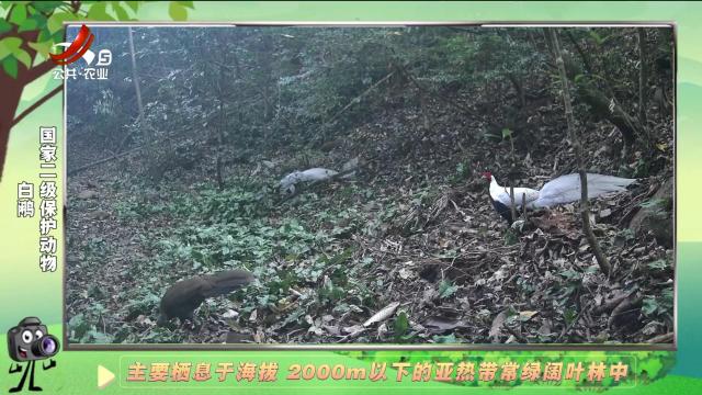 绿野秘踪20250201