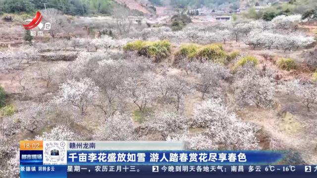 赣州龙南：千亩李花盛放如雪 游人踏春赏花尽享春色