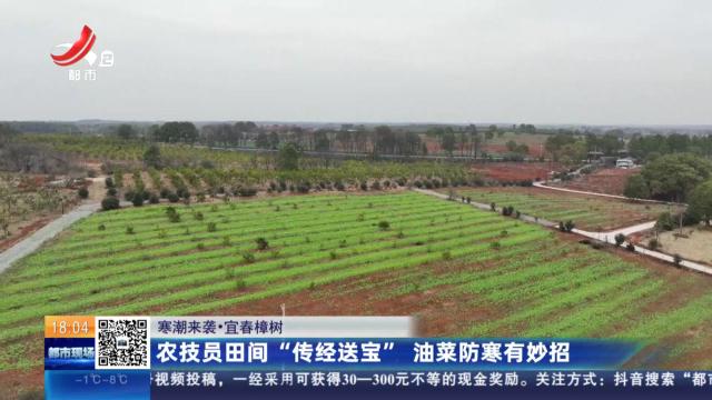 【寒潮来袭】宜春樟树：农技员田间“传经送宝” 油菜防寒有妙招