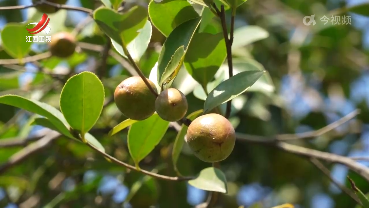 江西野生红花油茶分布区域拓展至罗霄山脉