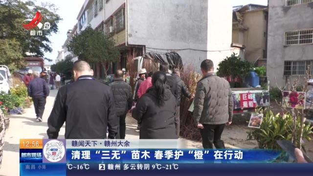 【赣闻天下】赣州大余：清理“三无”苗木 春季护“橙”在行动