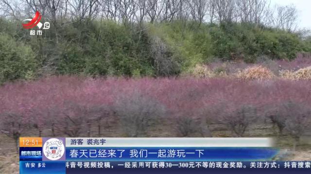 【赣闻天下】九江湖口：梅花朵朵开 新春赏梅乐悠悠