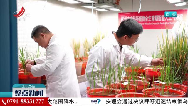 抚州市农科所成功创制出特早熟早稻新种质