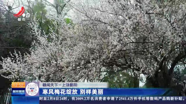 【赣闻天下】上饶鄱阳：寒风梅花绽放 别样美丽