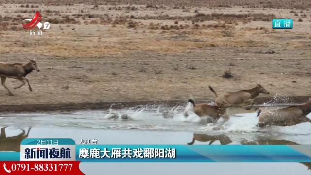 麋鹿大雁共戏鄱阳湖