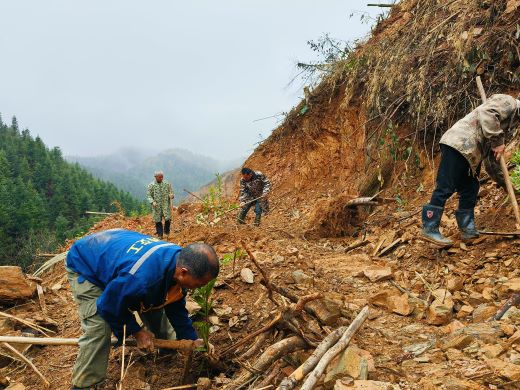 万载新造人工林珍稀树种所占比重大幅提升