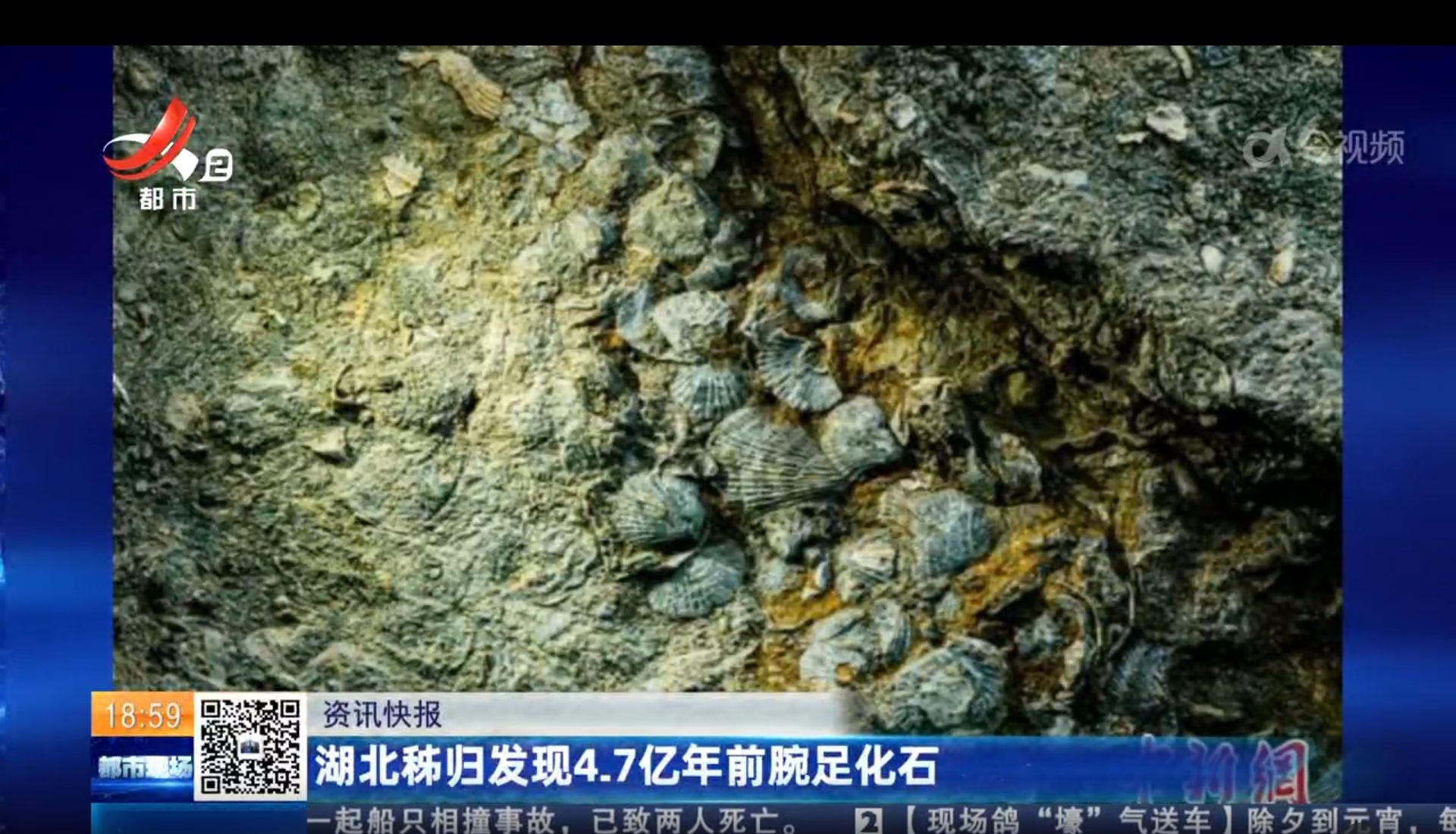 湖北秭归发现4.7亿年前腕足化石