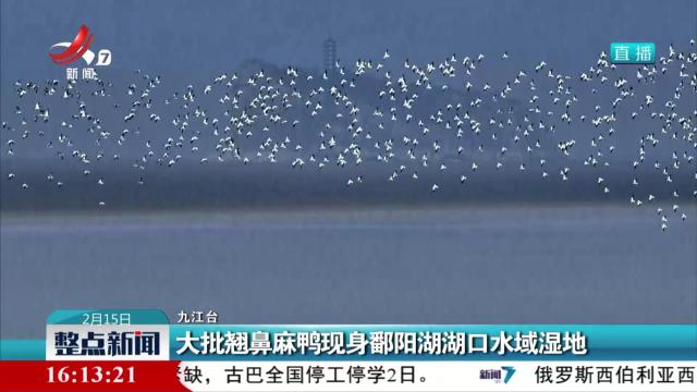 大批翘鼻麻鸭现身鄱阳湖湖口水域湿地