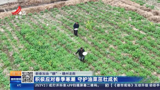 【新春加油“赣”】赣州龙南：积极应对春季寒潮 守护油菜茁壮成长