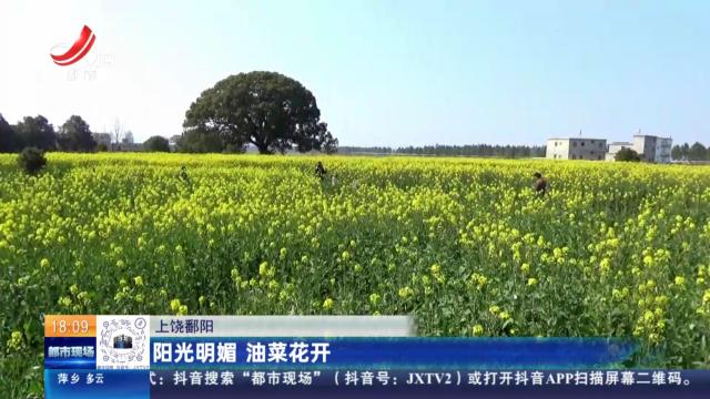 上饶鄱阳：阳光明媚 油菜花开