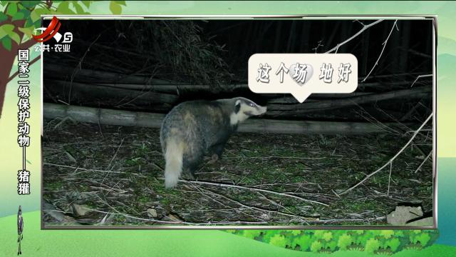绿野秘踪20250223