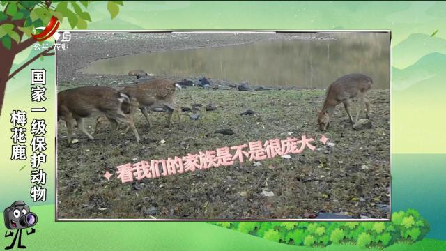 绿野秘踪20250226