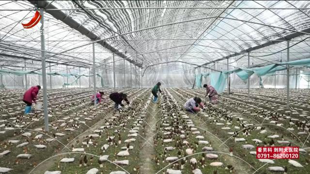 三农头条20250209