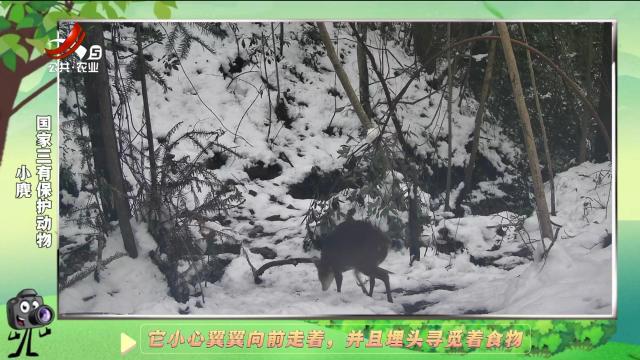 绿野秘踪20250209