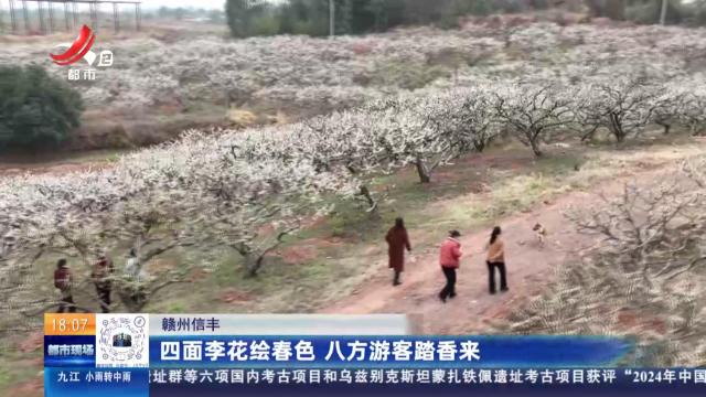 赣州信丰：四面李花绘春色 八方游客踏香来