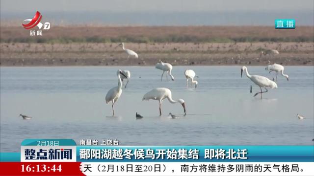 鄱阳湖越冬候鸟开始集结 即将北迁