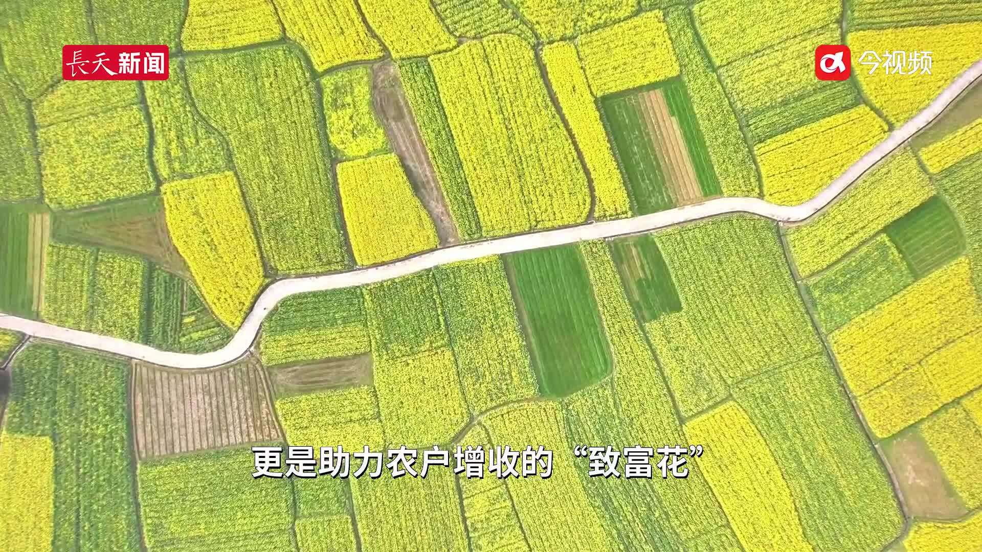 吉安油菜花海：春日盛景促振兴 游客醉美“致富金”