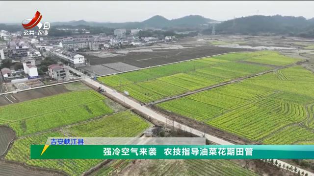 三农头条20250210