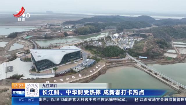 九江湖口：长江鲟、中华鲟受热捧 成新春打卡热点