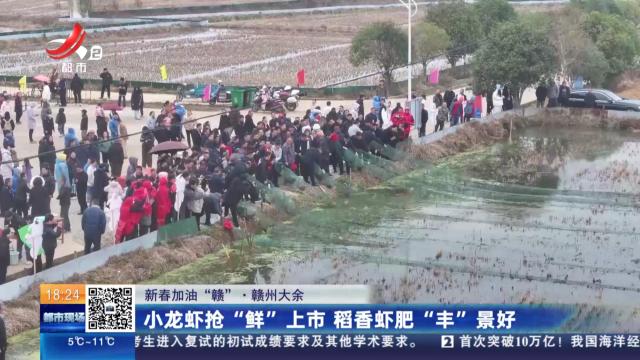 【新春加油“赣”】赣州大余：小龙虾抢“鲜”上市 稻香虾肥“丰”景好