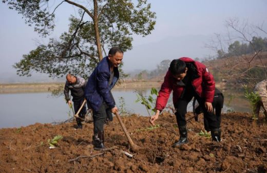 江西上高：植树“添绿”正当时