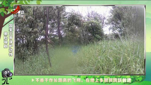 绿野秘踪20250211