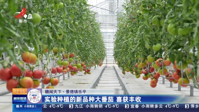 【赣闻天下】景德镇乐平：实验种植的新品种大番茄 喜获丰收