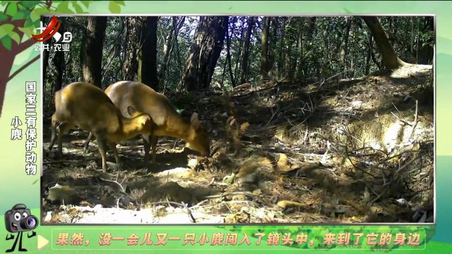 绿野秘踪20250208