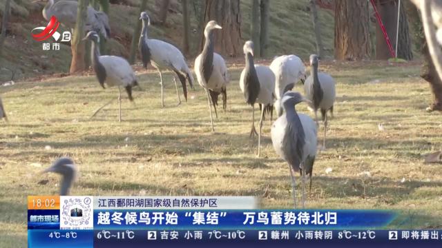 【江西鄱阳湖国家级自然保护区】越冬候鸟开始“集结” 万鸟蓄势待北归