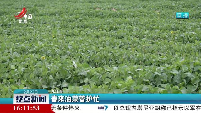 春来油菜管护忙
