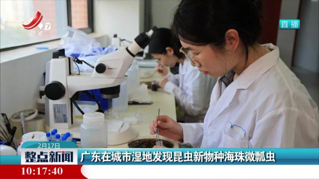 广东在城市湿地发现昆虫新物种海珠微瓢虫