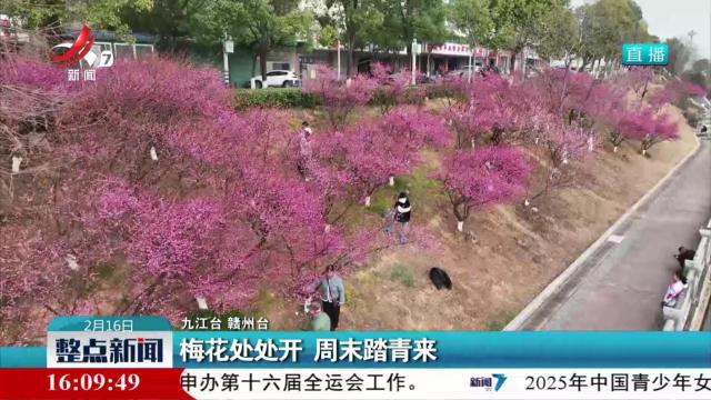 梅花处处开 周末踏青来
