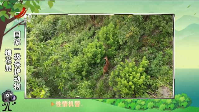 绿野秘踪20250227