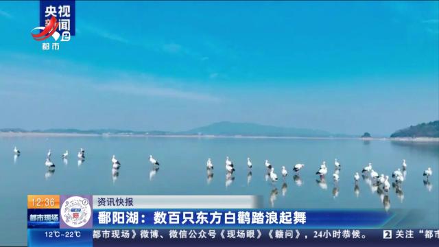 鄱阳湖：数百只东方白鹳踏浪起舞