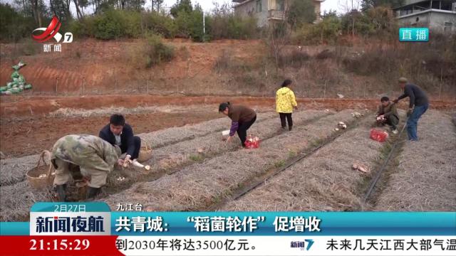 共青城：“稻菌轮作”促增收