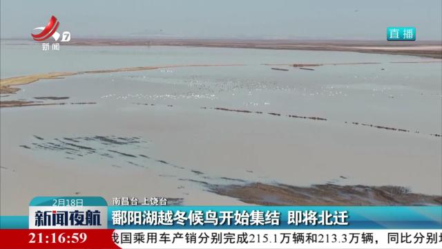 鄱阳湖越冬候鸟开始集结 即将北迁