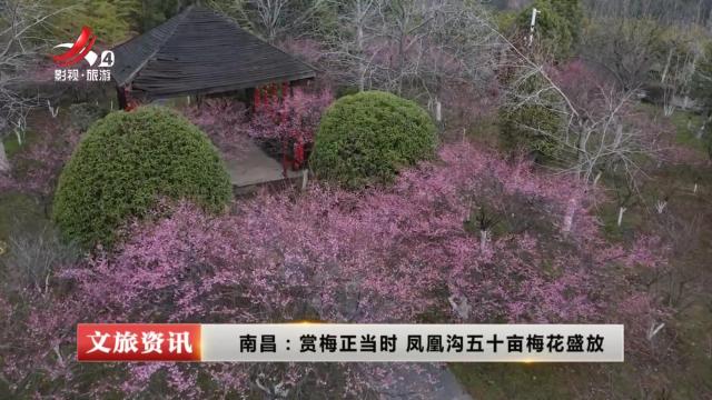 南昌：赏梅正当时 凤凰沟五十亩梅花盛放