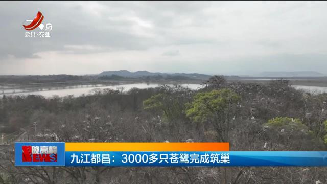 九江都昌：3000多只苍鹭完成筑巢