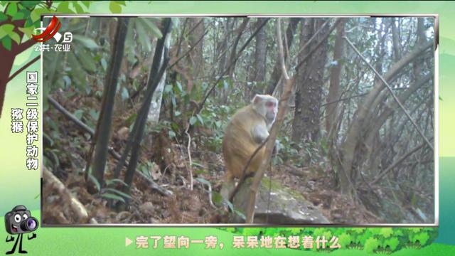 绿野秘踪20250212