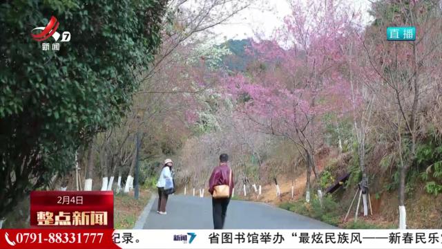 繁花迎春开 游客闻香来